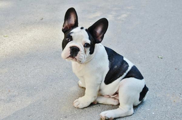 Svart -hvite hunderaser - Fransk Bulldog