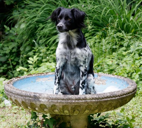 Svart -hvite hunderaser - Breton Spaniel