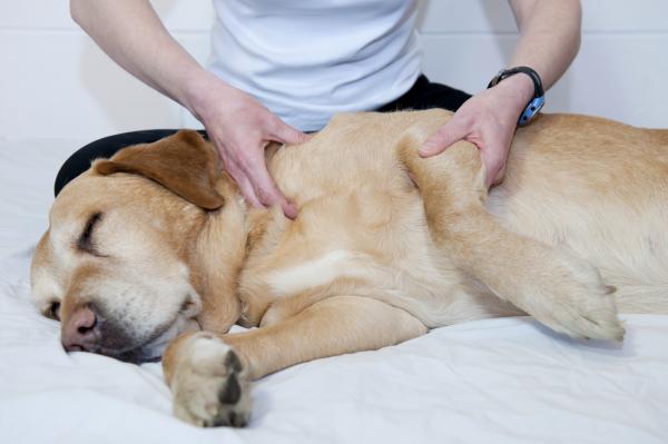 Aktiviteter for eldre hunder - Tilbyr massasje