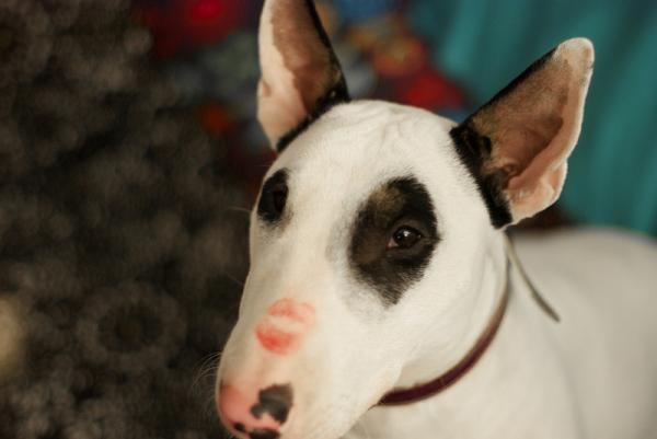 Raising a English Bull Terrier - Hva er opprinnelsen til den engelske Bull Terrier? 