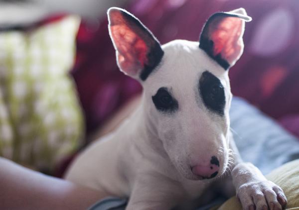 Utdanne en engelsk bullterrier - hvordan utdanne en engelsk bullterrier?