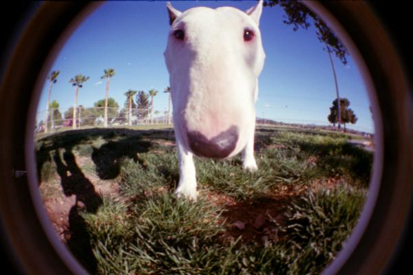 Utdanne en engelsk Bull Terrier - Hva er oppførselen til den nåværende engelske Bull Terrier?