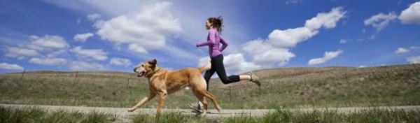 Trening for voksne hunder - Treningsfordeler og grunnleggende tips