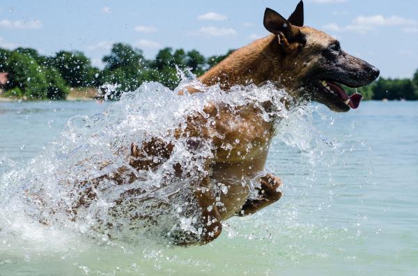 Trening for voksne hunder - svømming og hydroterapi