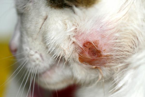 Fôrallergi hos katter - Symptomer og behandling - Hvordan vet jeg om katten min har matallergi?