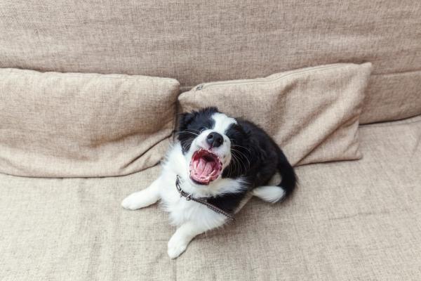 Bravecto for hunder - Pris, meninger og bivirkninger - Kontraindikasjoner av Bravecto hos hunder