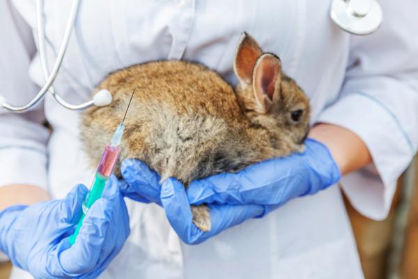 Kaninblødningssykdom - Årsaker og symptomer - Behandling av kaninblødningssykdom