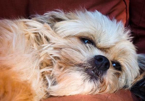 Vestibulært syndrom hos hunder - symptomer og behandling - årsaker til vestibulært syndrom hos hunder