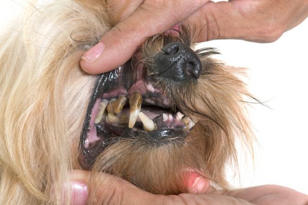 Periodontal sykdom hos hunder - årsaker, behandling og konsekvenser - årsaker til periodontal sykdom hos hunder