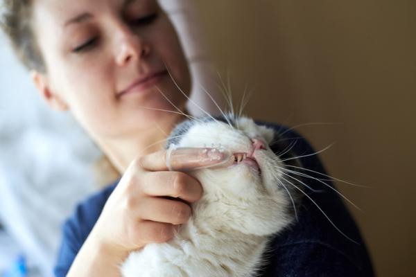 Hvordan lage tannkrem til katter?  - Feline tannhygiene