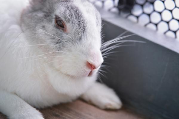 5 symptomer på at en kanin kommer til å dø - 1. Den spiser eller drikker ikke 