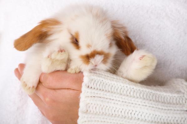 5 symptomer på at en kanin kommer til å dø - Hva skal jeg gjøre hvis en kanin dør?