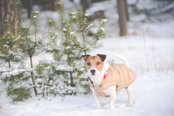 Hvordan ta vare på en hund om vinteren?  - Er det nødvendig å beskytte kroppen mot kulden?
