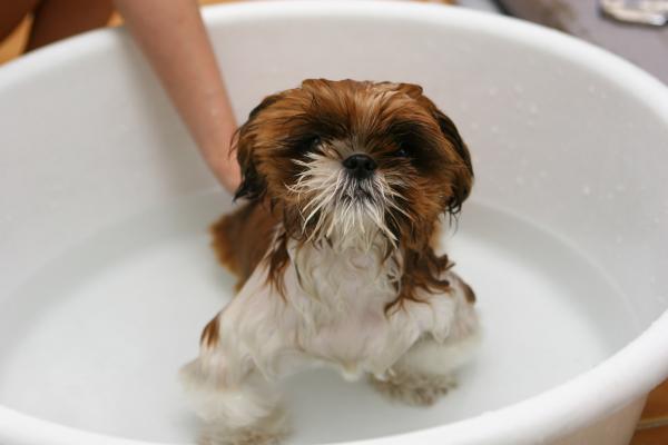Er sjøvann bra for hunder?  - Havbad for hunder hjemme