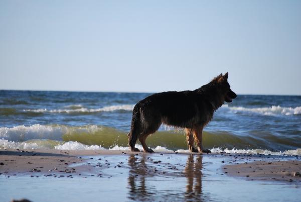 Er sjøvann bra for hunder?  - Fordeler med sjøvann for huden på hunder