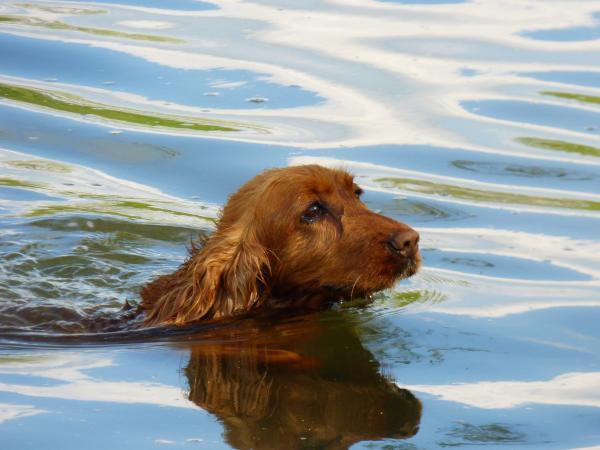 Er sjøvann bra for hunder?  - Havvann for skabb hos hunder