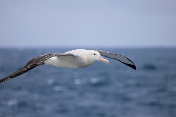 Hva er den største fuglen i verden?  - Hva er den største flygende fuglen i verden?