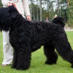 1629094864 228 Russisk svart terrier