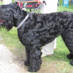 1629094864 748 Russisk svart terrier