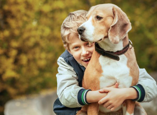De 20 beste hunderaser for barn - 1. Beagle, en ideell hund for barn på avdelingen