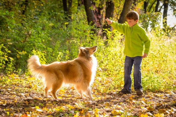 Topp 20 hunderaser for barn - 3. Collie, beste vakthund for barn 