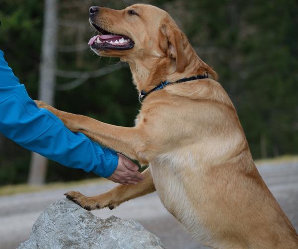 De 20 beste hunderaser for barn - 2. Labrador retrievere, anbefalt for hyperaktive barn