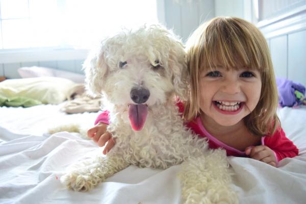 De 20 beste hunderaser for barn - 7. Puddel eller puddel, en hund for allergiske barn