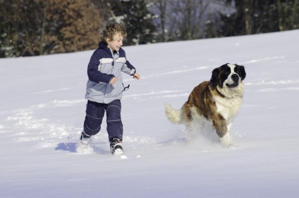 Topp 20 hunderaser for barn - 5. Saint Bernard, en av de beste hundene for små barn