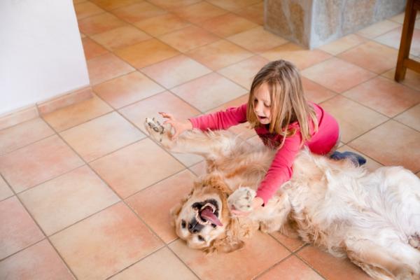 De 20 beste hunderaser for barn - 8. Golden retriever, en hund for barn i alle aldre