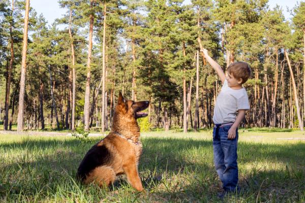 De 20 beste hunderaser for barn - 6. Schäfer, ideell for små og mellomstore barn