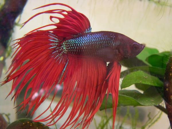 Typer betta fisk - 3. Crown Betta fisk (Crowntail)