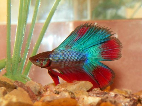 Typer betta fisk - 4. Dobbelt hale Betta fisk