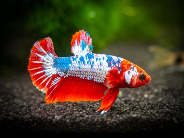 Typer betta fisk - 5. Betta plakat fisk (Plakat hale)