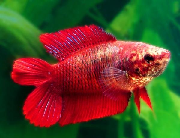 1629098440 897 Typer betta fisk