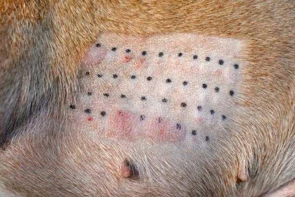 Fôrallergi hos hunder - Symptomer og behandling - Fôrallergitester hos hunder