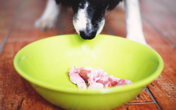 Matallergi hos hunder - Symptomer og behandling - Hjemmelaget diett for hunder med matallergi