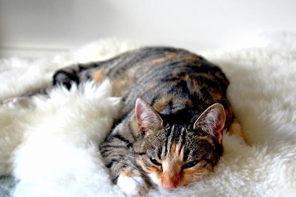 Buprex for katter - dosering, bruk, bivirkninger - Hva er Buprex for katter til?