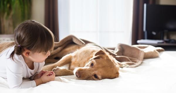 Lungebetennelse hos hunder - smitte, omsorg og behandling - Er lungebetennelse hos hunder smittsom for mennesker?