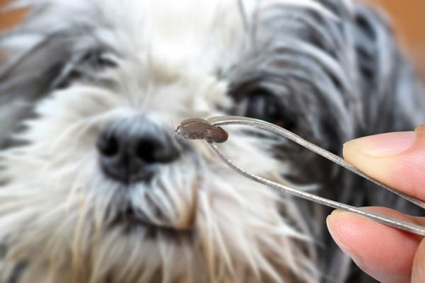 Flåttsykdom hos hunder - symptomer og behandling - flåttbitt hos hunder