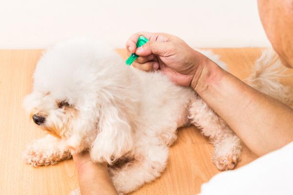 Flåttsykdom hos hunder - symptomer og behandling - Er flåttsykdom hos hunder smittsom?