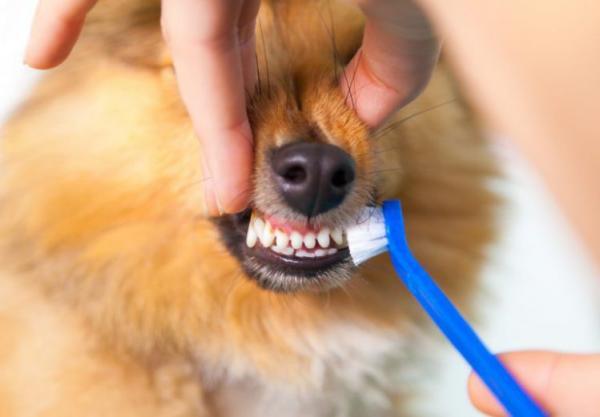 Gingivitt hos hunder - årsaker, symptomer og behandling - hvordan forhindre tannkjøttbetennelse hos hunder?