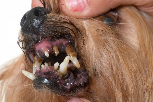 Gingivitt hos hunder - årsaker, symptomer og behandling - Gingivitt symptomer hos hunder