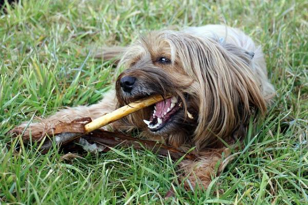 Tips for å fjerne tannstein hos hunder - Hva er konsekvensene av tannstein hos hunder? 