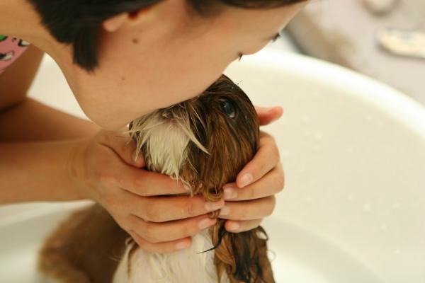 Sjampo for hunder med tørr hud trinn for trinn - trinn 5