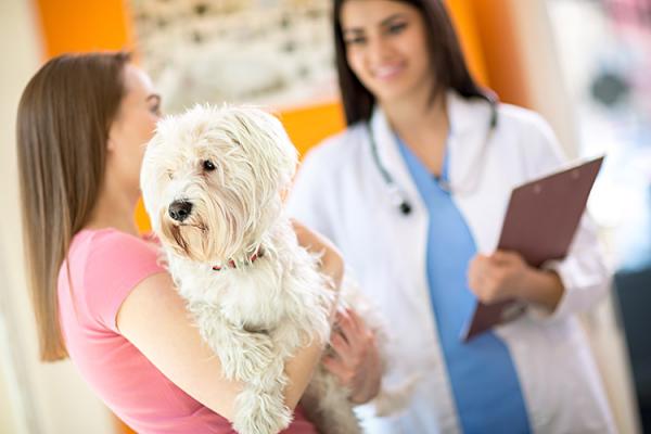 Kosthold for hunder med kreft - Kosttilskudd for hunder med kreft