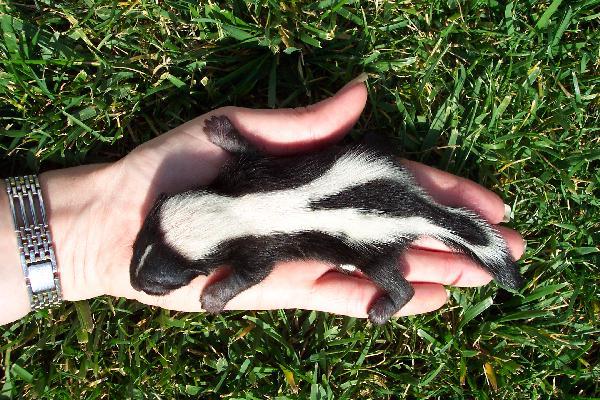 De 10 sjeldneste kjæledyrene i verden - 9. Skunk