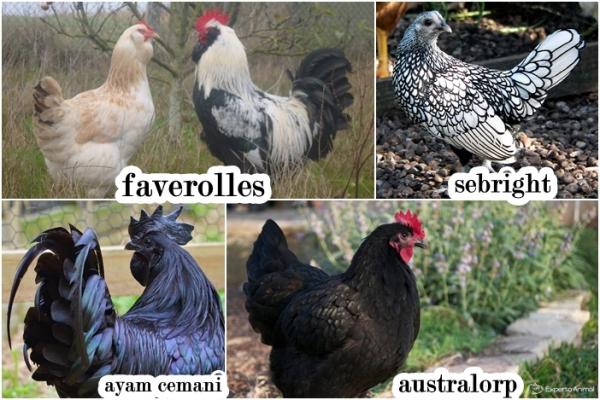 Høna som kjæledyr - Veldig eksotiske kyllinger