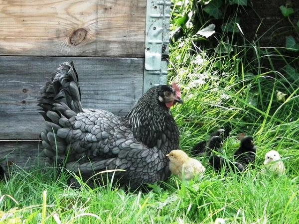 Høna som kjæledyr - Overnatting av høna i ditt hjem