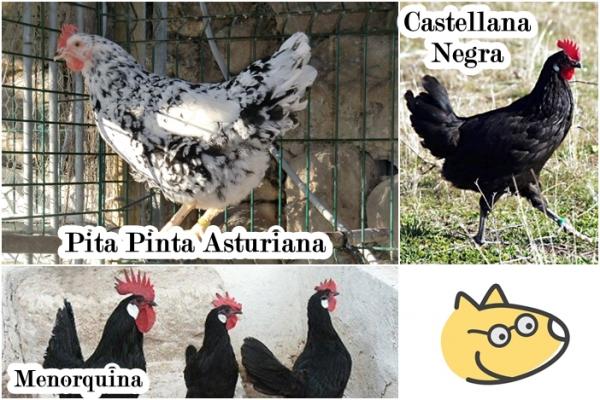 Høna som kjæledyr - Prangende spanske raser