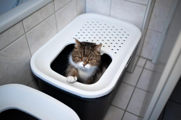 De beste søppelkassene for katter - Typer og anbefalinger - Lukkede søppelkasser for katter 